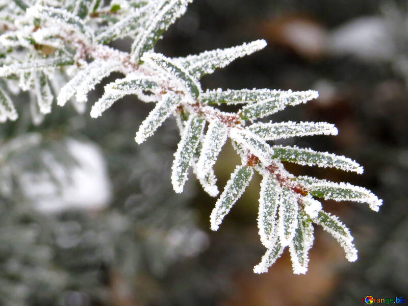Frost em close-up de árvore de Natal №38107