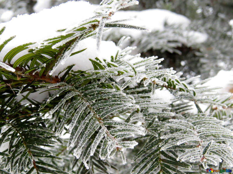 Verschneite Weihnachtsbaum №38103