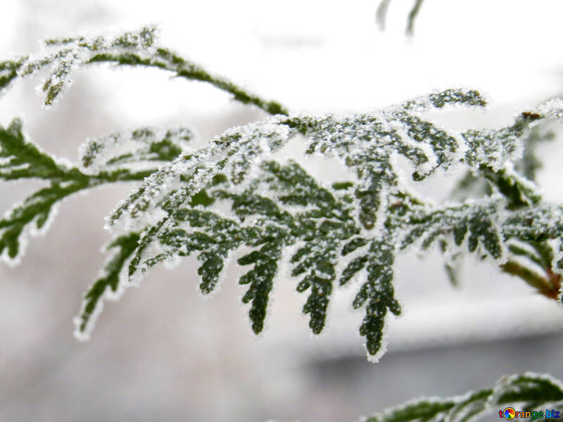 Arborvitae branches covered with Frost №38184
