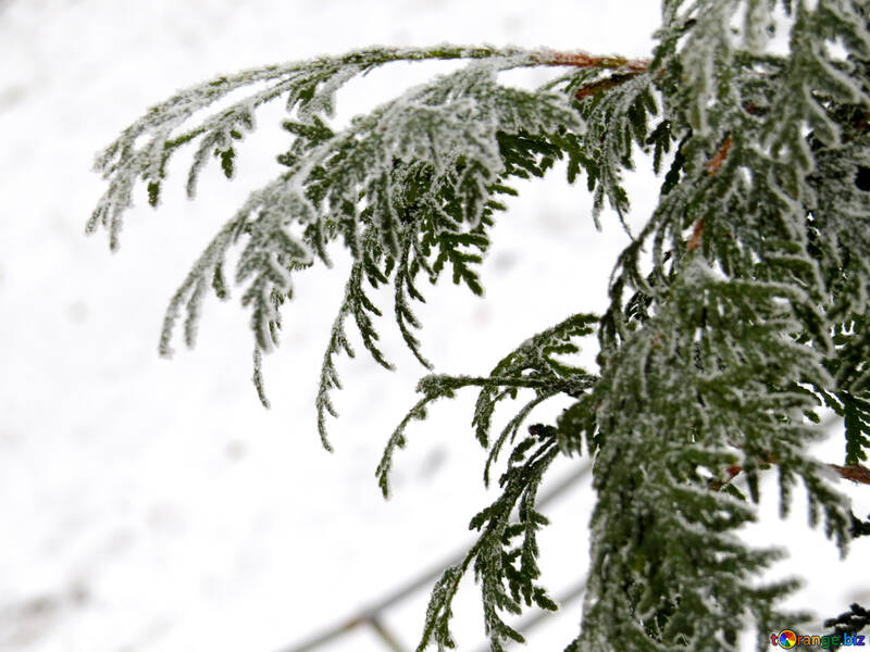 Arborvitae branches covered with Frost №38186