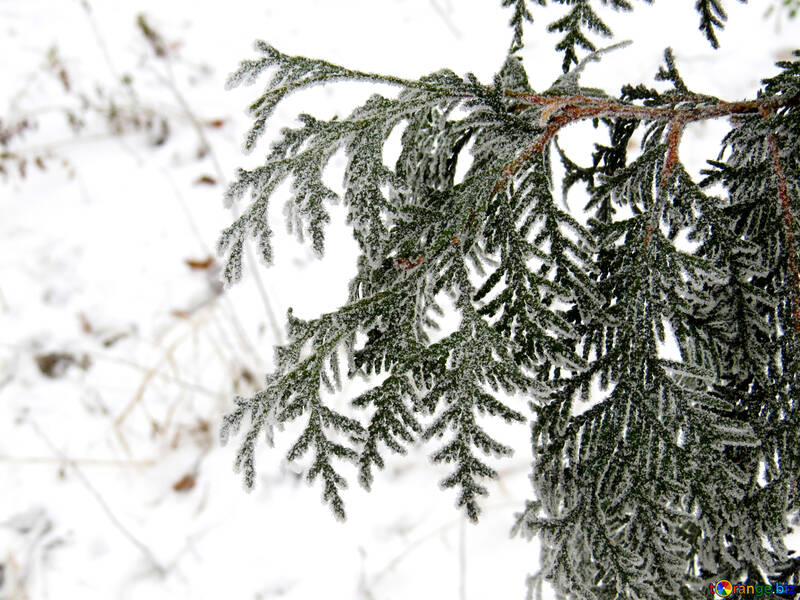 Westliche Zweig ist mit Frost bedeckt. №38180