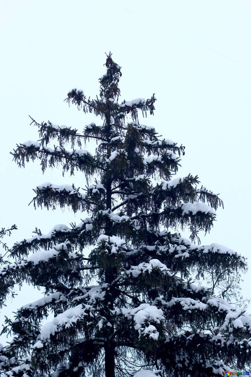 Christmas tree snow №38971