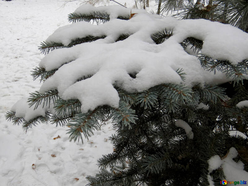 雪とモミの木 №38094