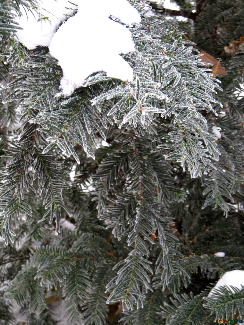 Fir tree in the snow №38101