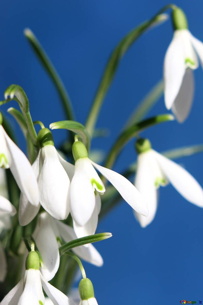 Hintergrund Karten Blumen №38335