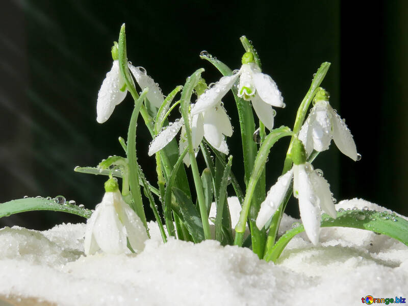 Frühling Blumen Hintergrund №38396