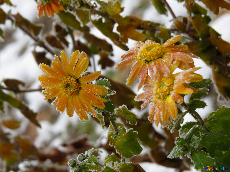 花が冬に凍結します。 №38126