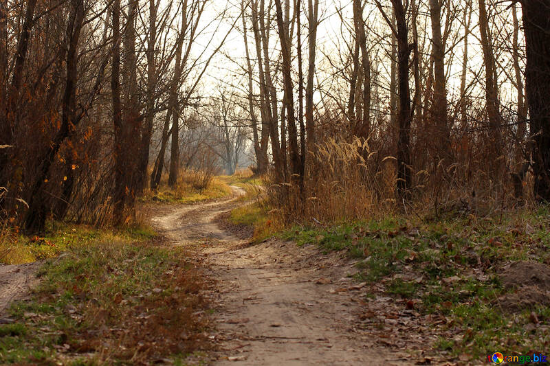 Strada nella foresta in autunno №38635