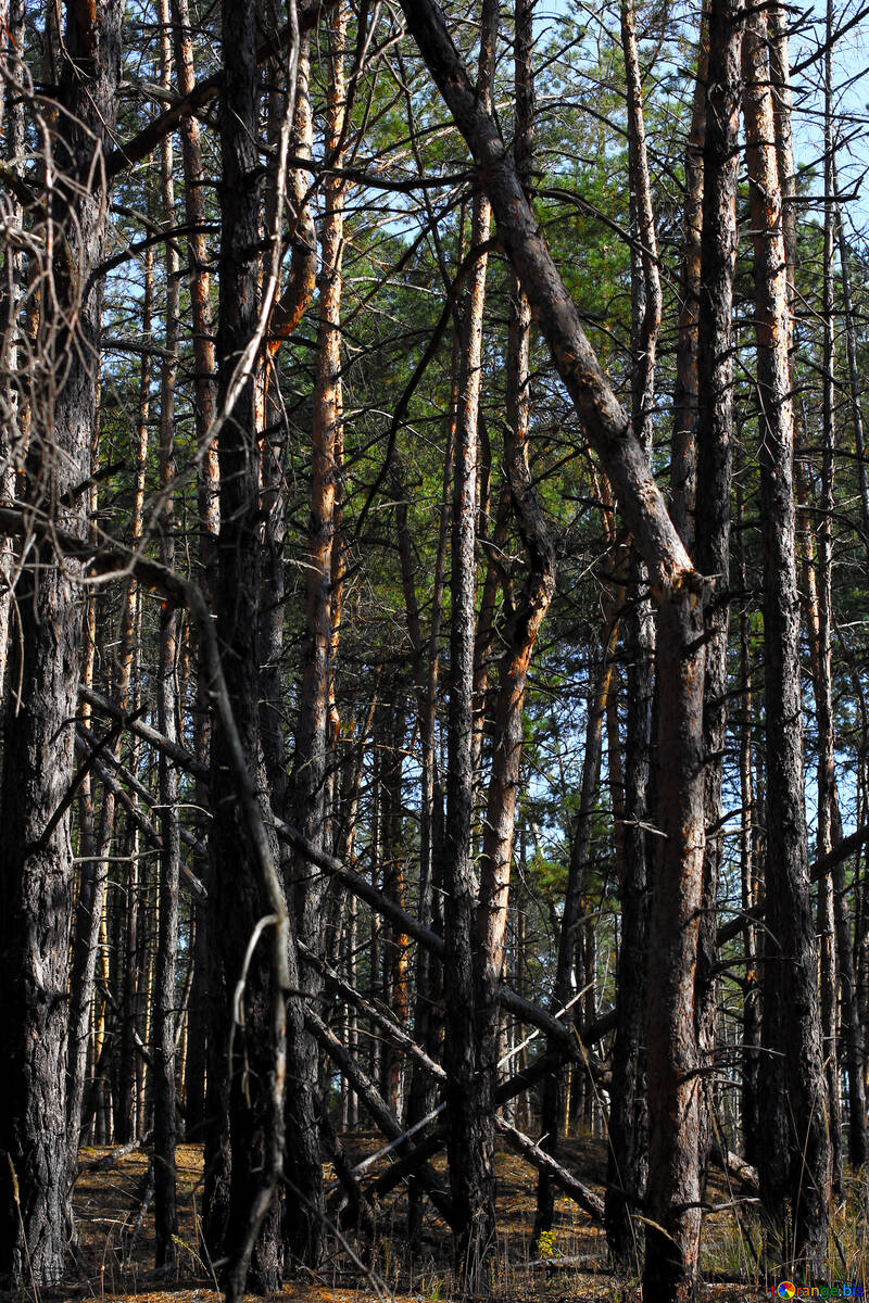 Повалені дерева в лісі №38496