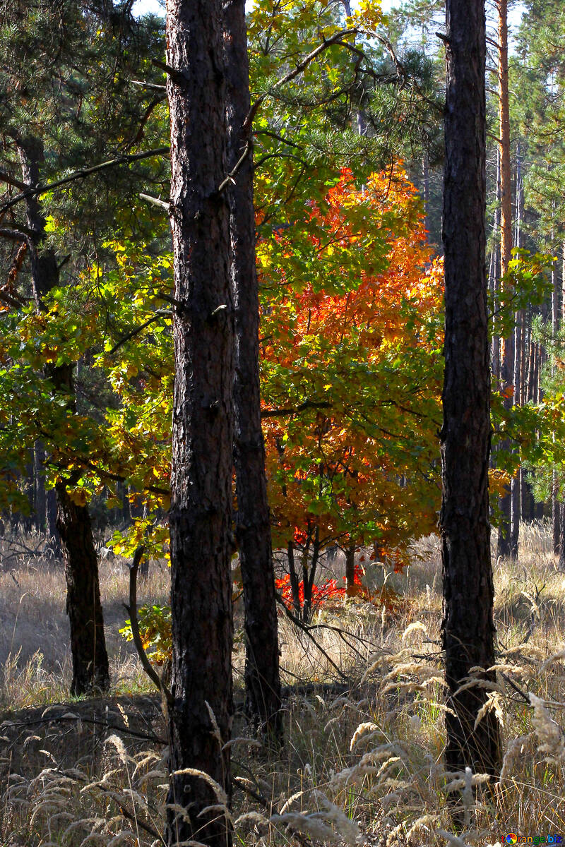 Mixed forest №38571