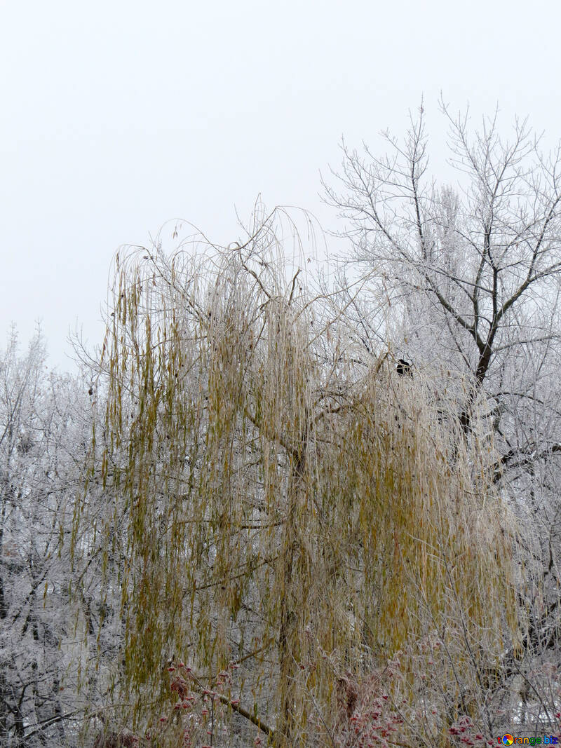 Salix im Winter ist mit Frost bedeckt. №38077