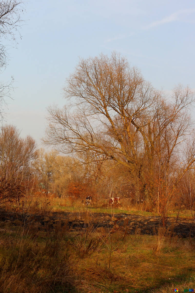 Paesaggio autunnale natura №38617