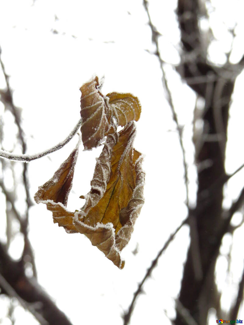 Frozen leaf №38196