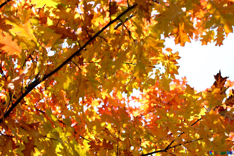 美しい秋の風景 №38536