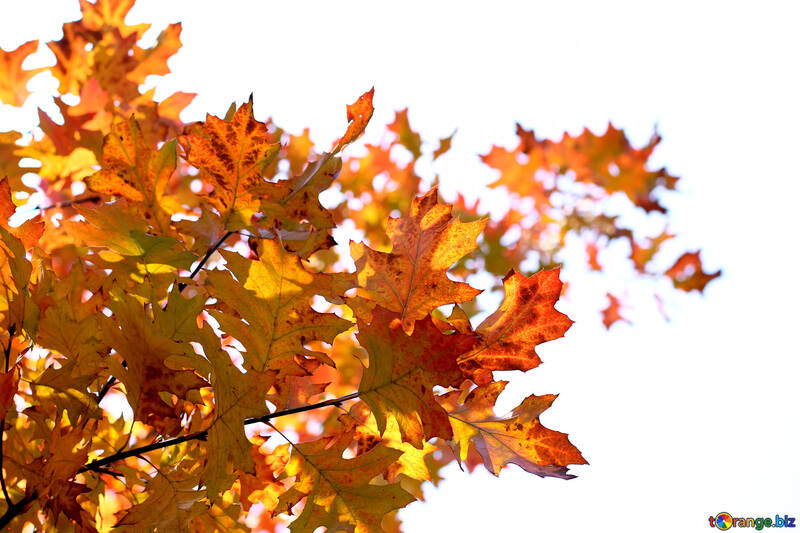 Feuilles jaunes sur fond blanc №38538