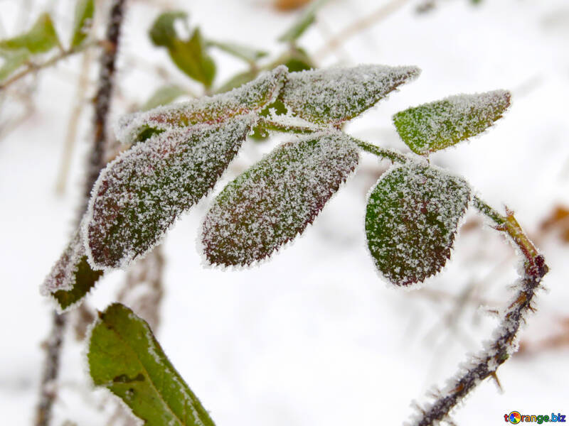 Frost on the leaves of roses №38170