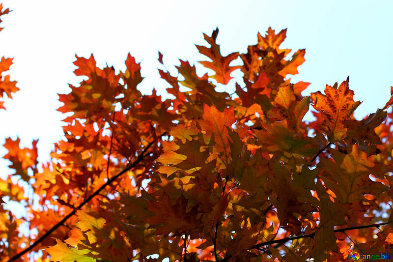 Картинка осіннє листя №38541