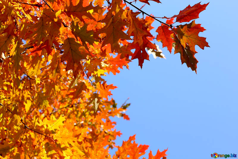 Herbstszenen Hintergrund №38529