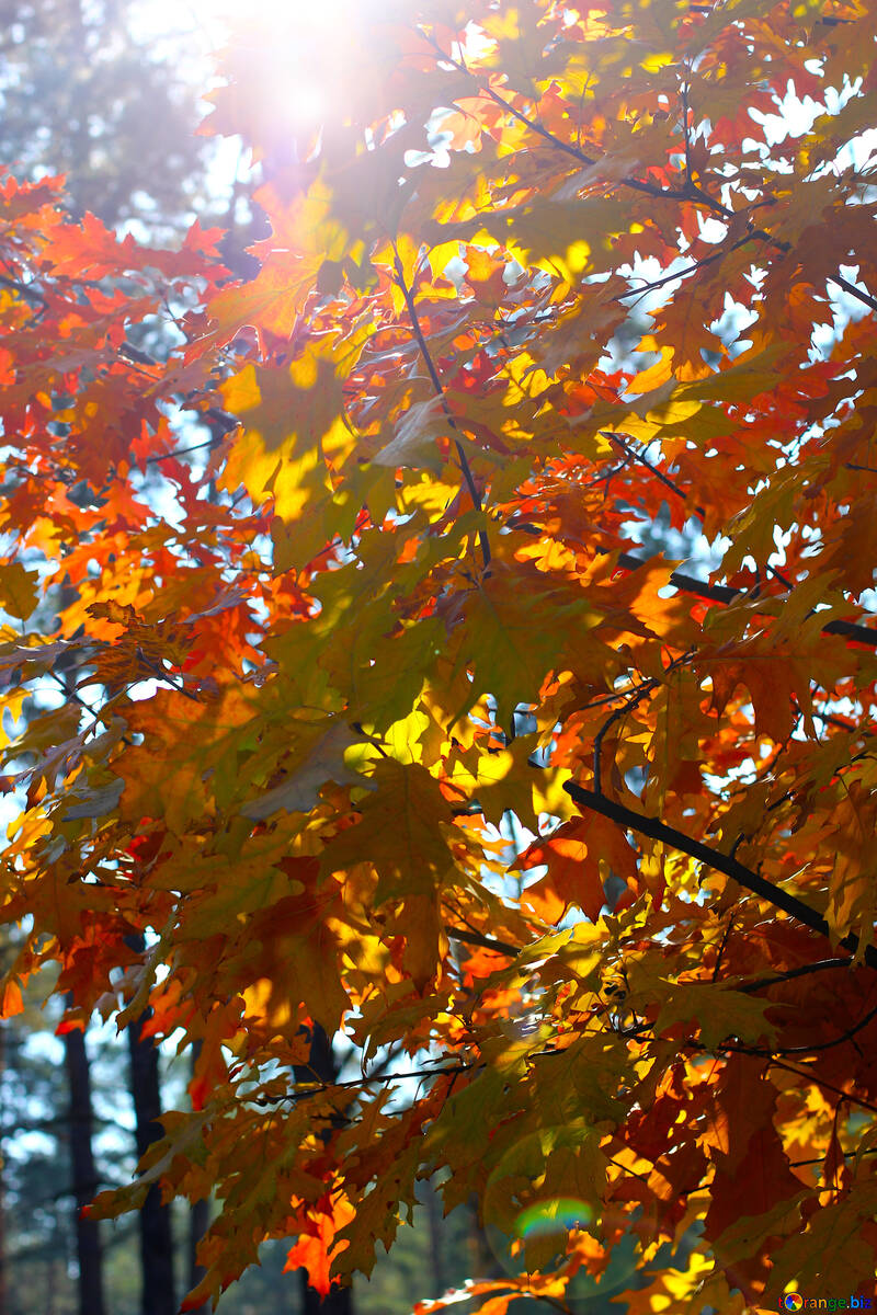 Foresta di autunno №38543