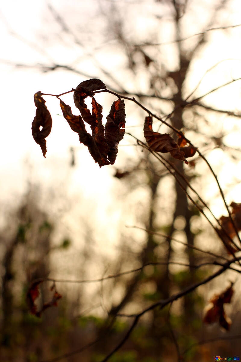 Ramita con hojas de otoño №38621