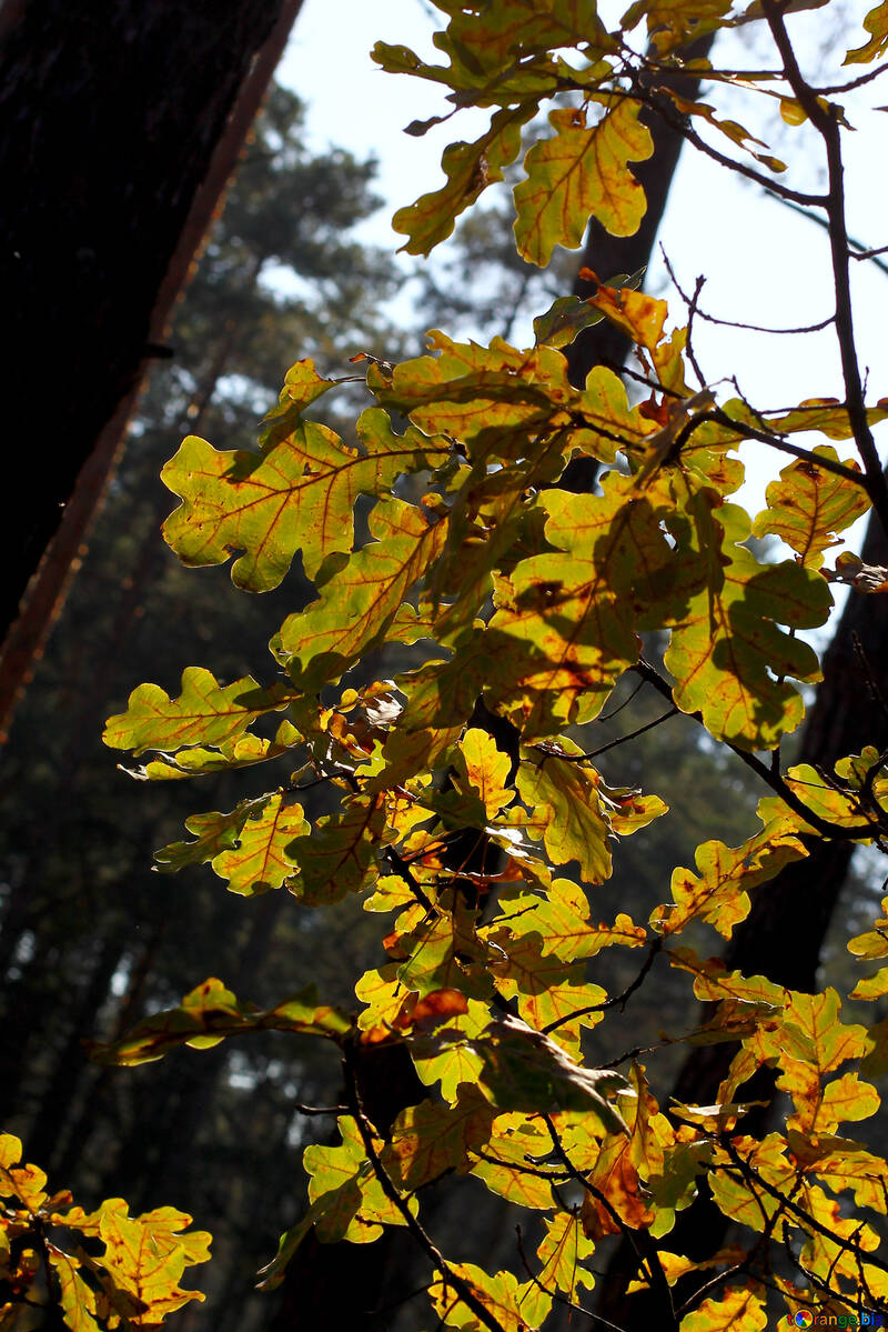 Лісові листя №38527