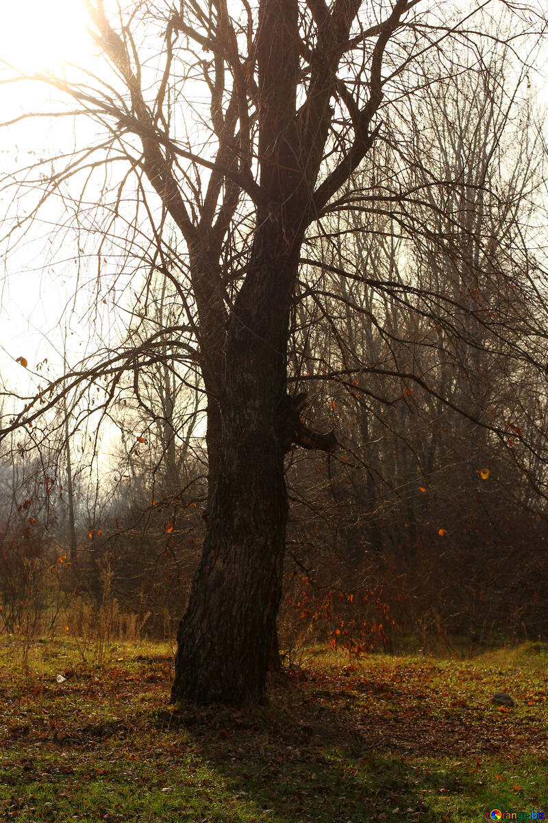 秋のツリー №38641