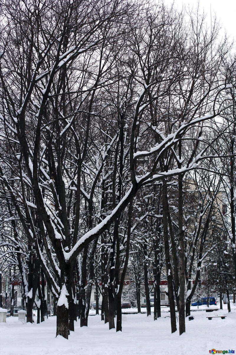 Trees in the snow №38970
