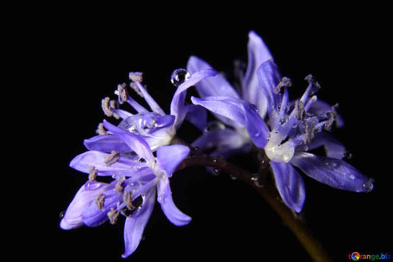 Macro fiore blu con le gocce di rugiada №38995