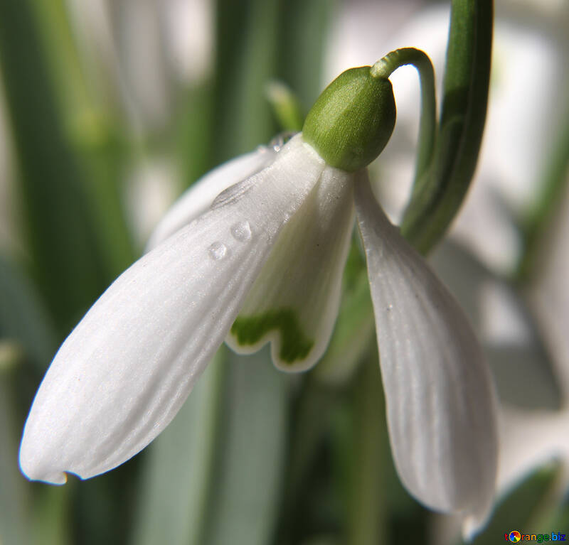 Close-up da bela flor №38283