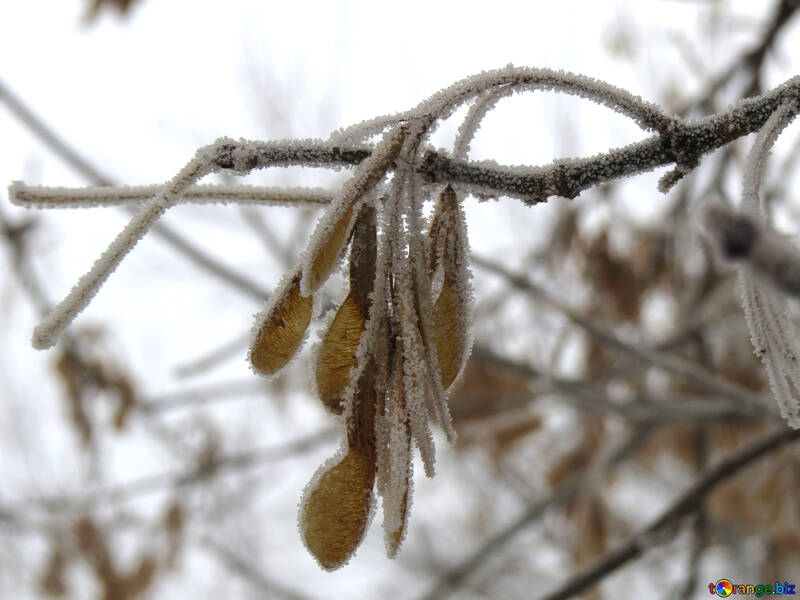 Frost auf den Ahorn-Samen №38146