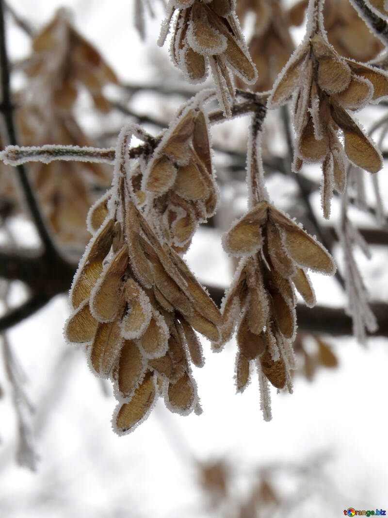 Ahorn Samen sind mit Frost überzogen. №38147