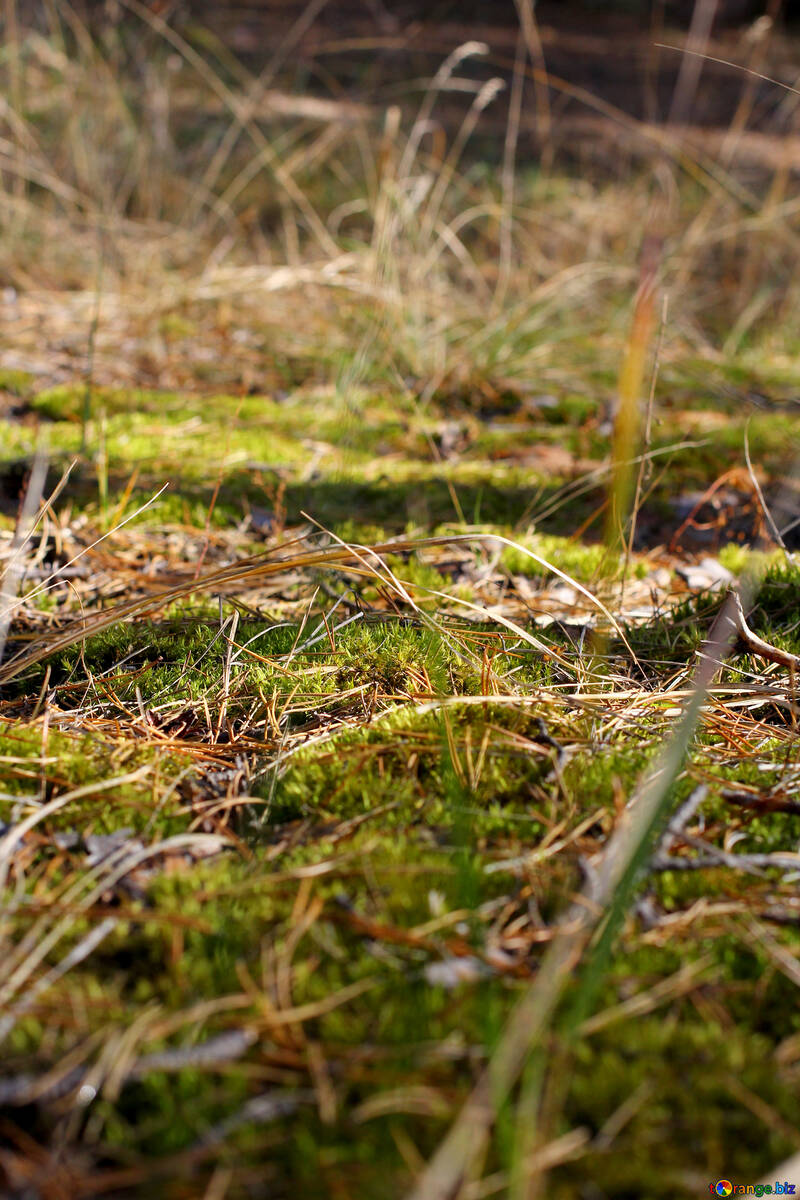 Moss in the forest №38564