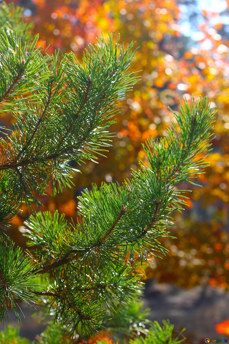 Beautiful pine branch №38552