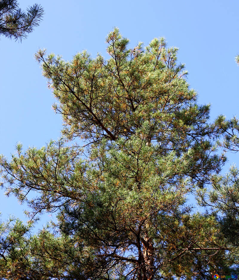 Albero di pino contro il cielo №38500