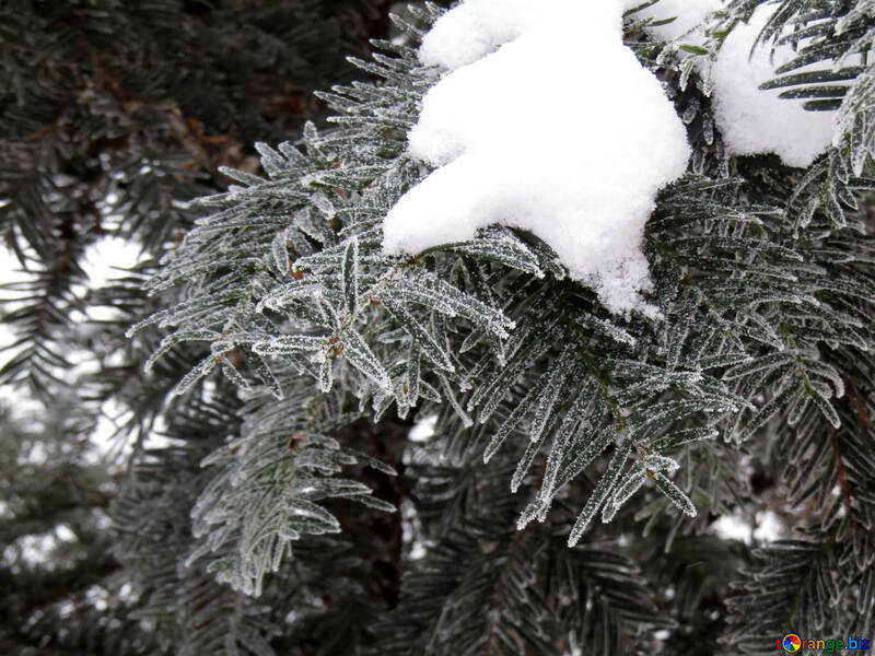 Snow on branch tree №38100