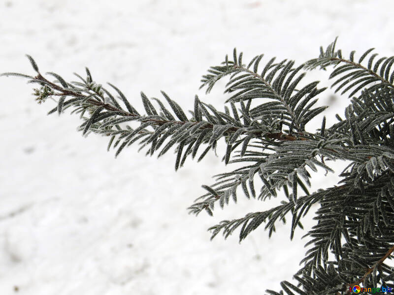 Una rama del árbol en la nieve №38105