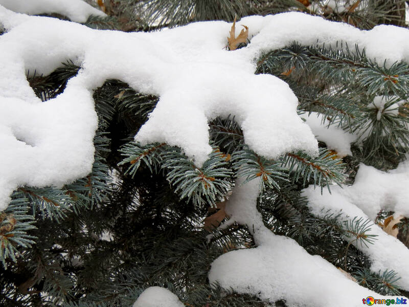 Christmas tree with snow №38095