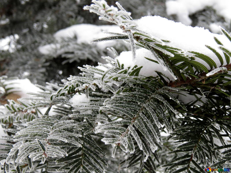 Weihnachtsbaum-Schnee №38104