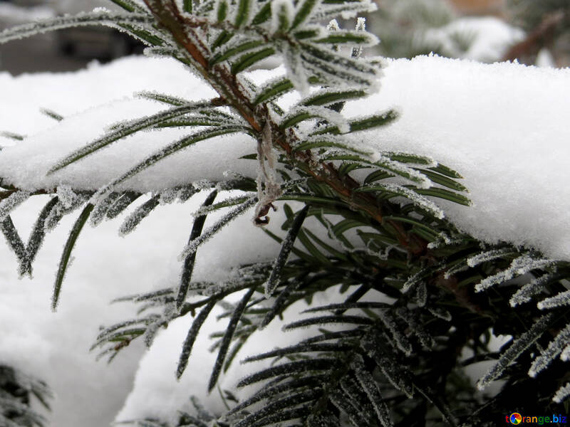Schnee und Frost auf dem Baum №38102