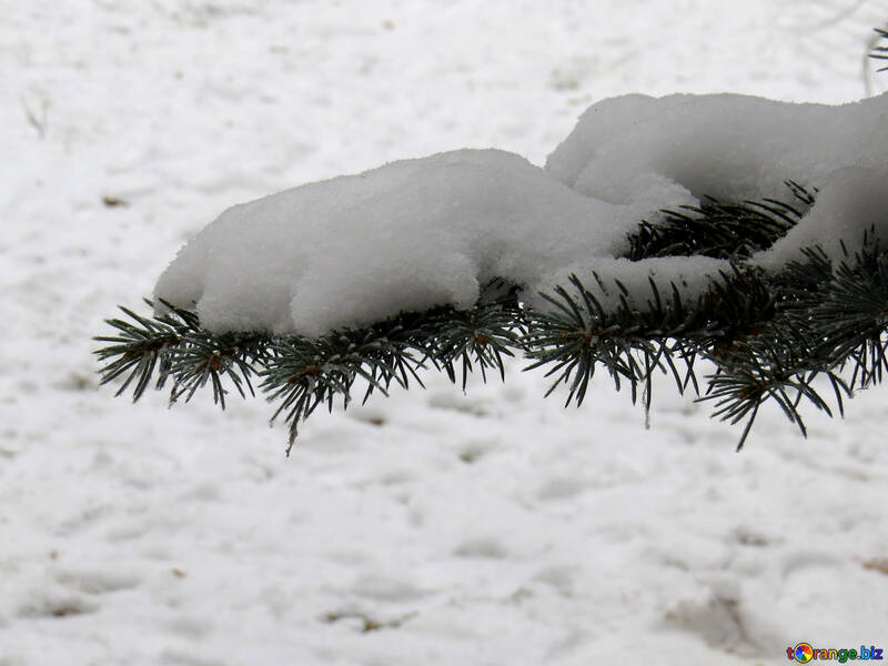 Neve sull`albero №38093