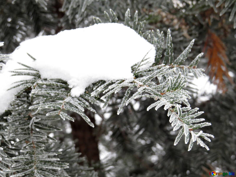 Schnee auf dem Baum №38106