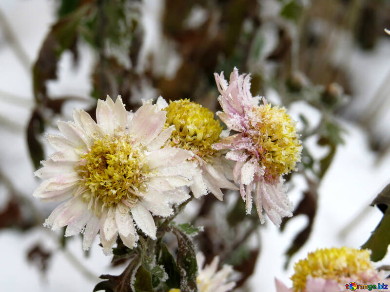 Flores sob neve congela №38117