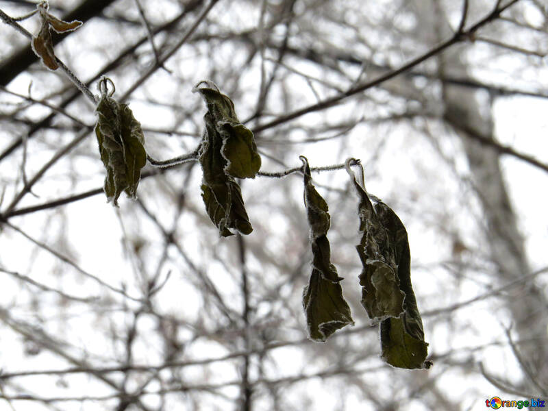Dried leaves in winter №38192