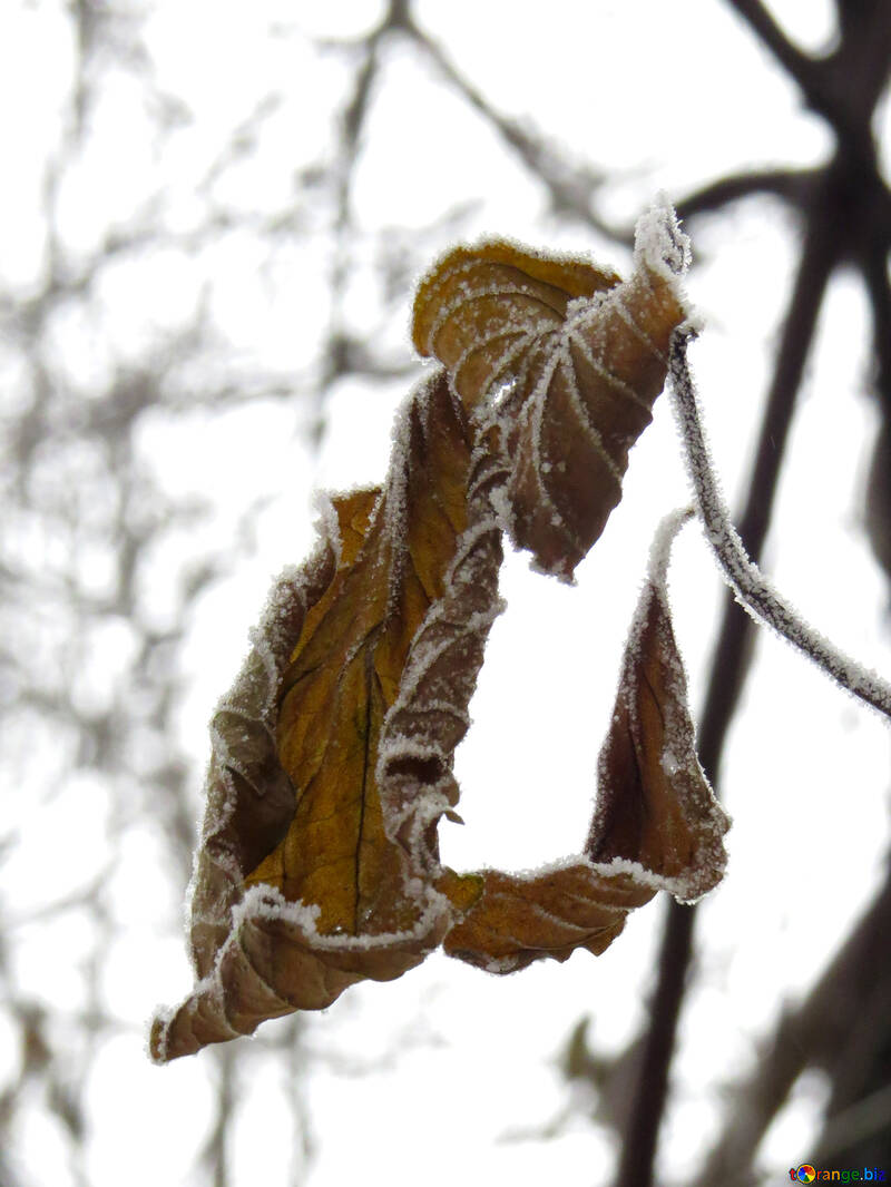 Leaf is covered with Frost №38195