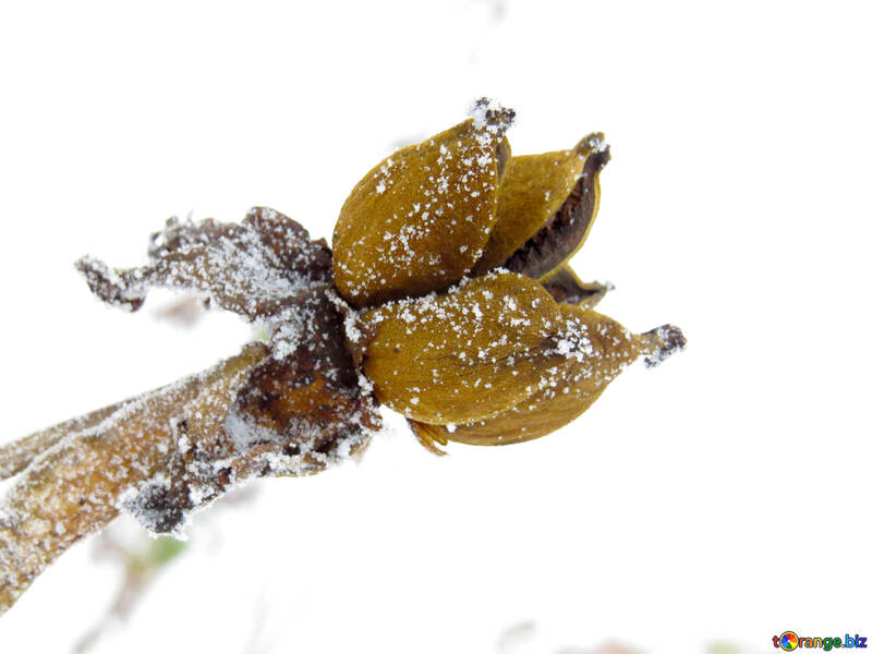 Flower buds are covered with Frost №38160