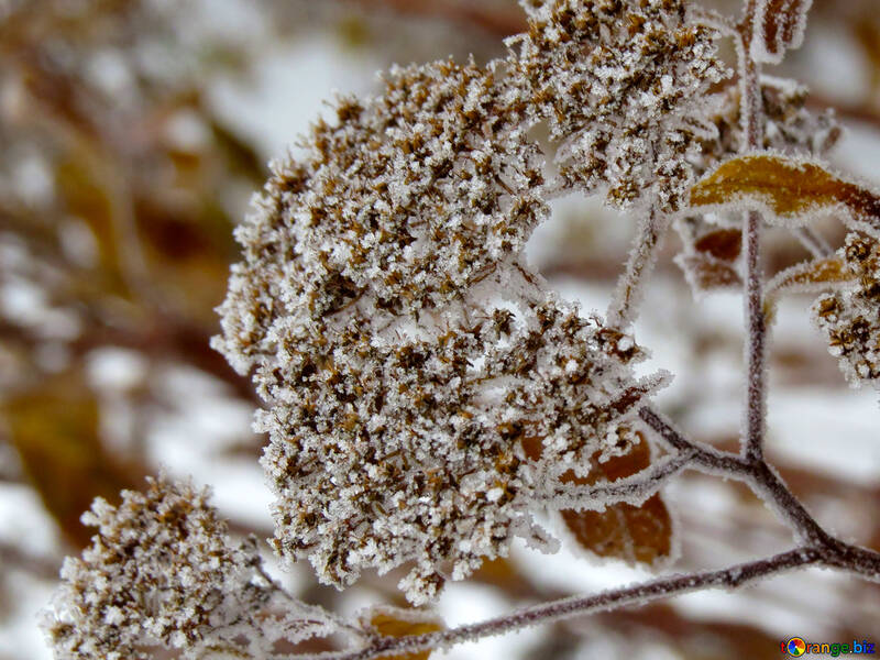 Frost auf dem Rasen №38091