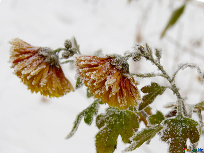 Flor de invierno №38162