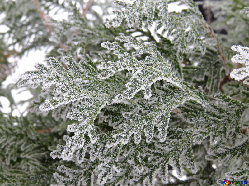 Beautiful pine branches covered with Frost №38174