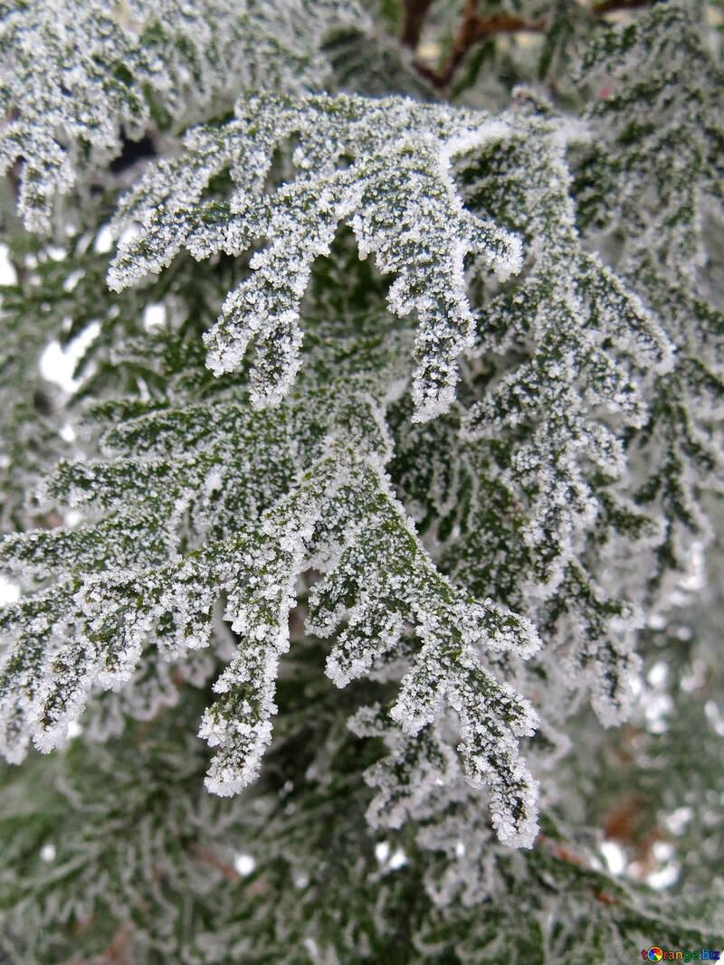 Frost auf den Zweigen №38173