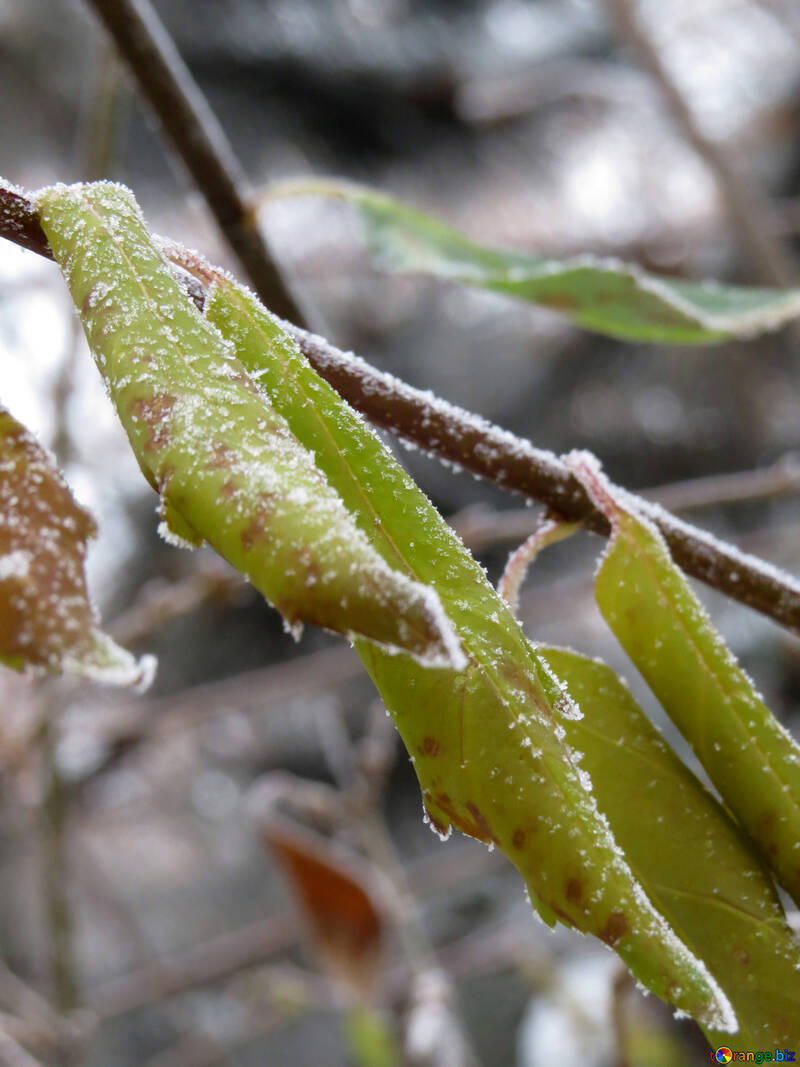 The green leaves are covered with Frost №38092